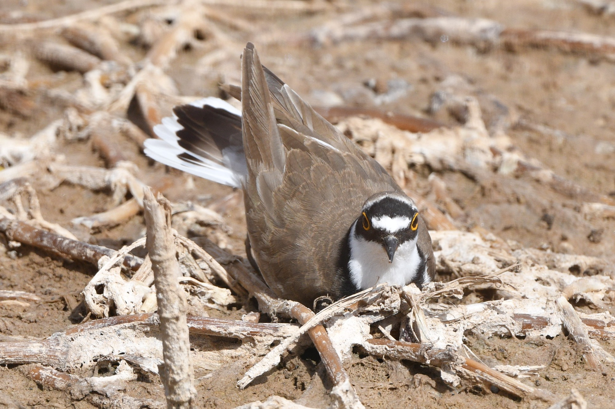 Kleine plevier (Charadrius dubius)